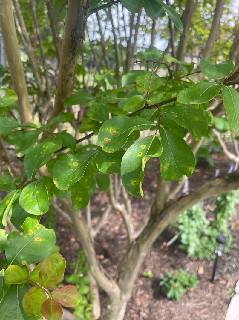 Those Dark Spots Turn Yellow Leaves Into A Bigger Clue Those Dark Spots Turn Yellow Leaves Into A Bigger Clue