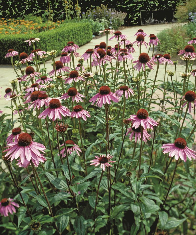 Those Darkening Cones Are Filling With Seeds