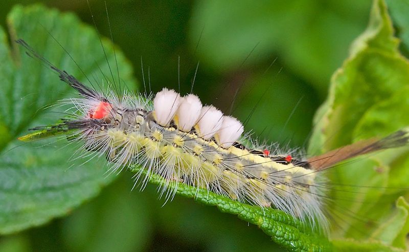 Those Fluffy Hairs Are Not As Harmless As They Look Those Fluffy Hairs Are Not As Harmless As They Look