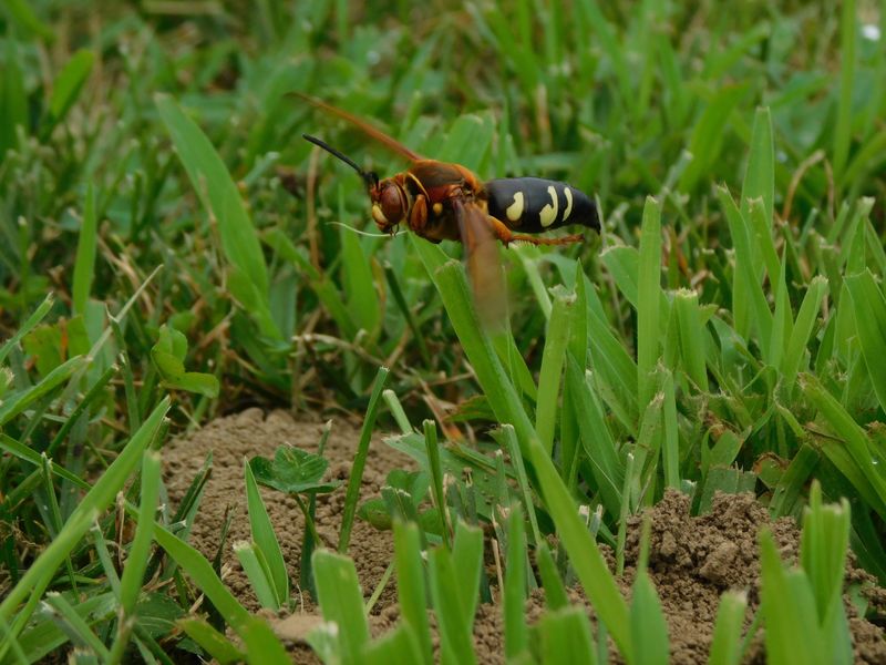 Those Giant Wasps Are Usually Cicada Hawks