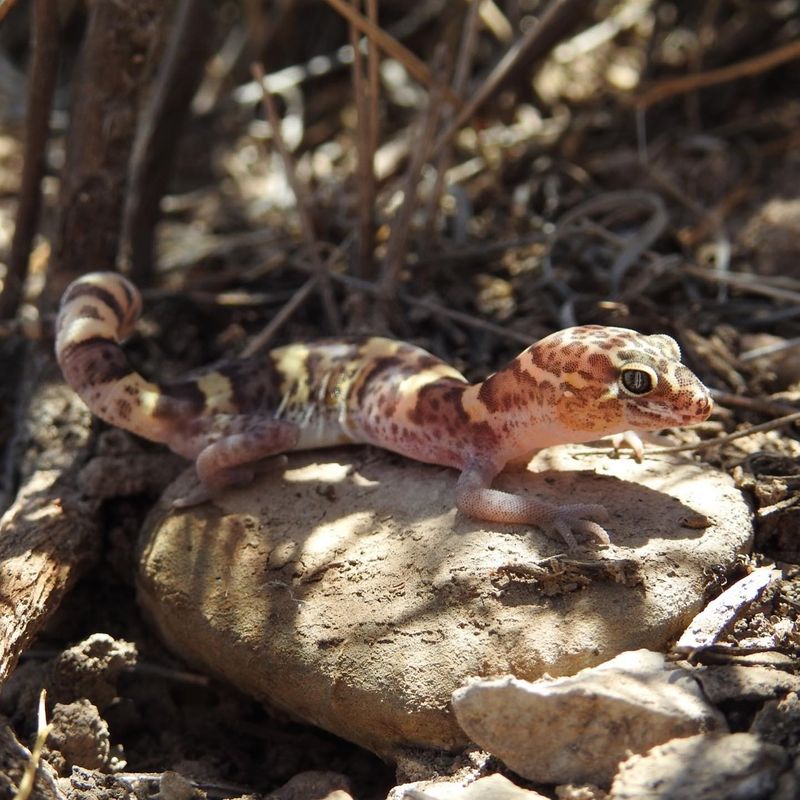 Those Little Lizards May Not Actually Be Native Texans Those Little Lizards May Not Actually Be Native Texans