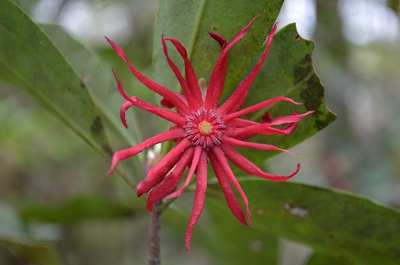 Those Maroon Star Blooms Make Spring Look Different Those Maroon Star Blooms Make Spring Look Different