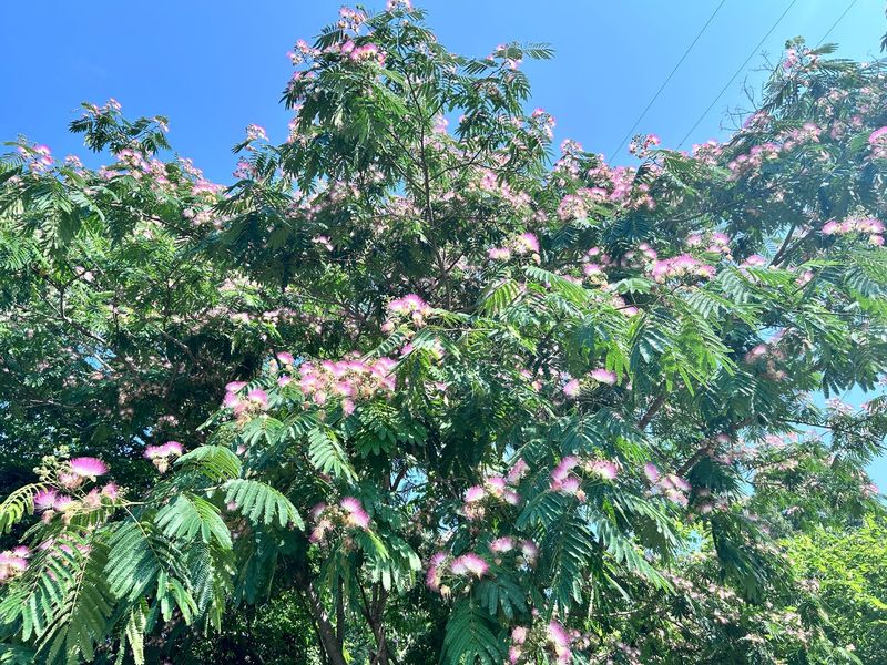 Those Pink Flowers Hide A Much Bigger Problem
