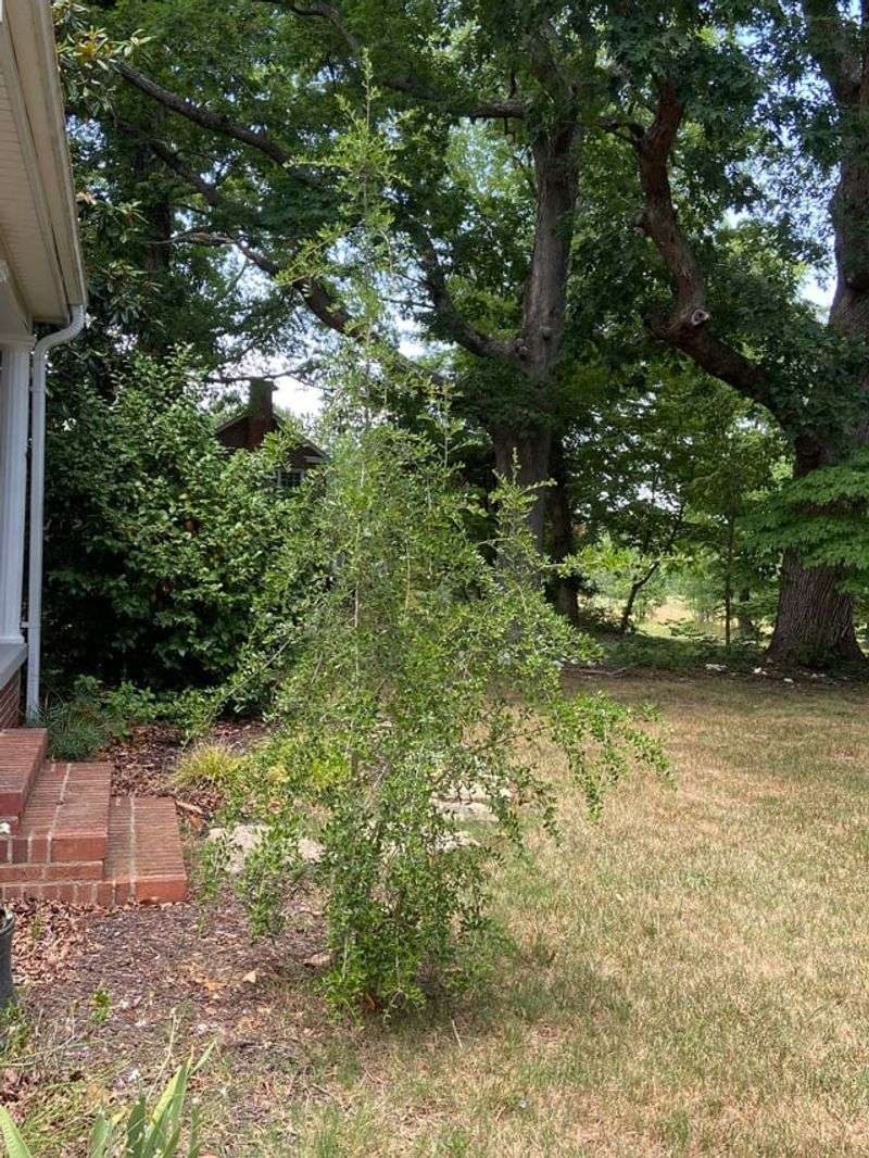 Those Roots Come With Fewer Willow-Sized Worries