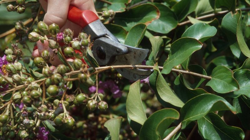 Those Seed Pods Are Not Hurting Your Crepe Myrtle