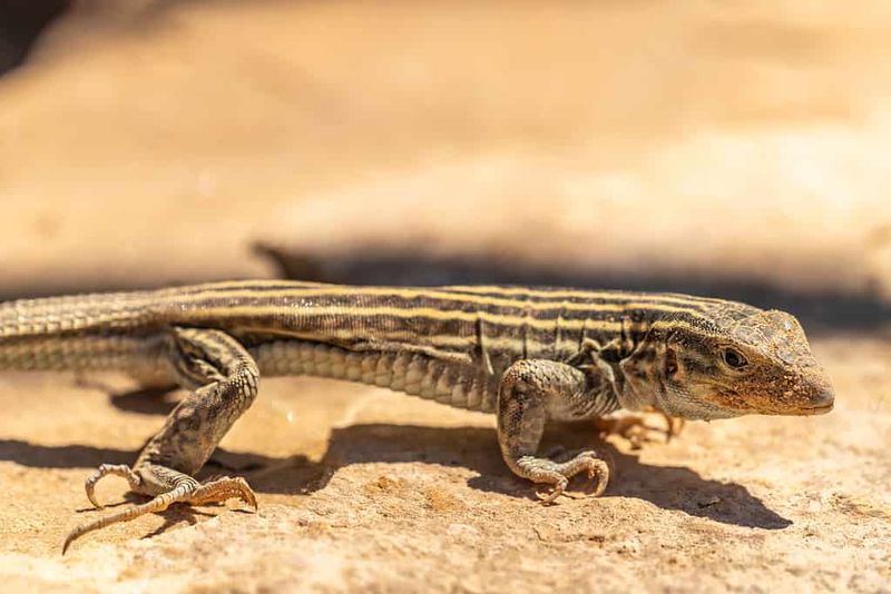 Those Small Holes May Come From A Hungry Whiptail