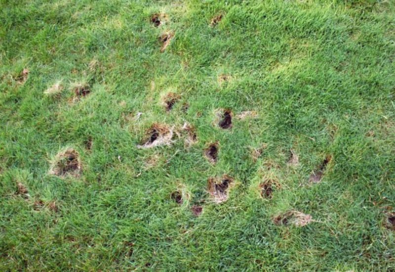 Those Small Holes Usually Mean Skunks Are Hunting Grubs