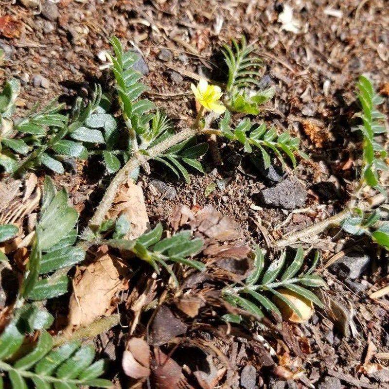 Those Spiny Seed Pods Can Linger Long After Summer Those Spiny Seed Pods Can Linger Long After Summer