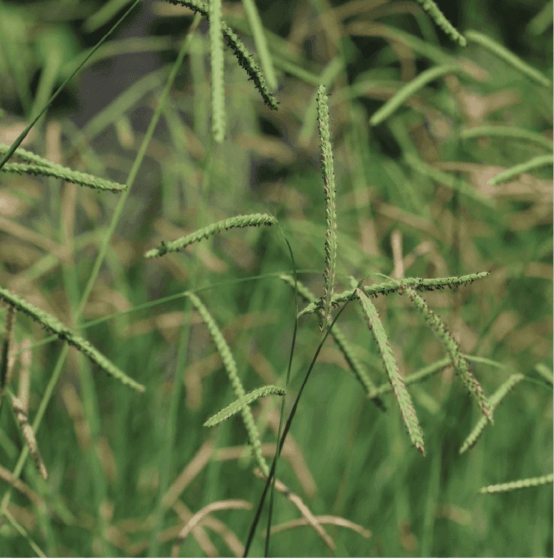 Those Tall Seedheads Can Make The Whole Lawn Look Messy