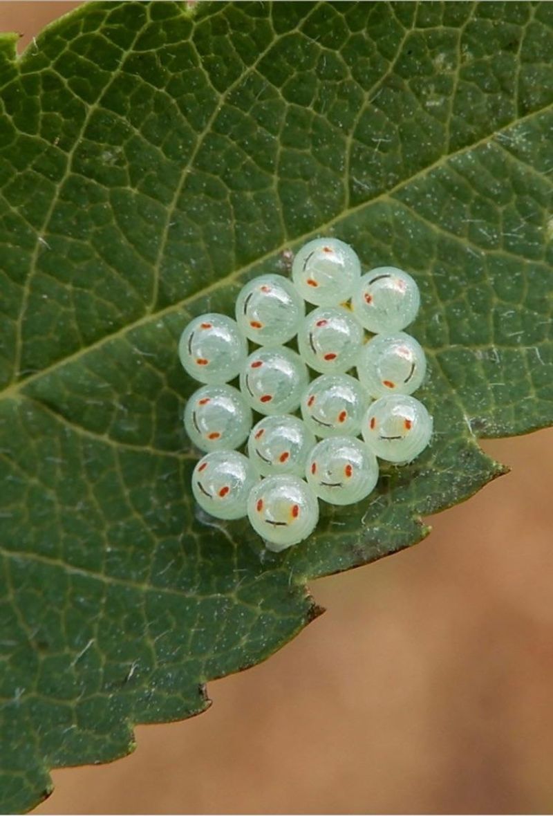 Those Tiny Egg Clusters Are Easy To Miss Those Tiny Egg Clusters Are Easy To Miss