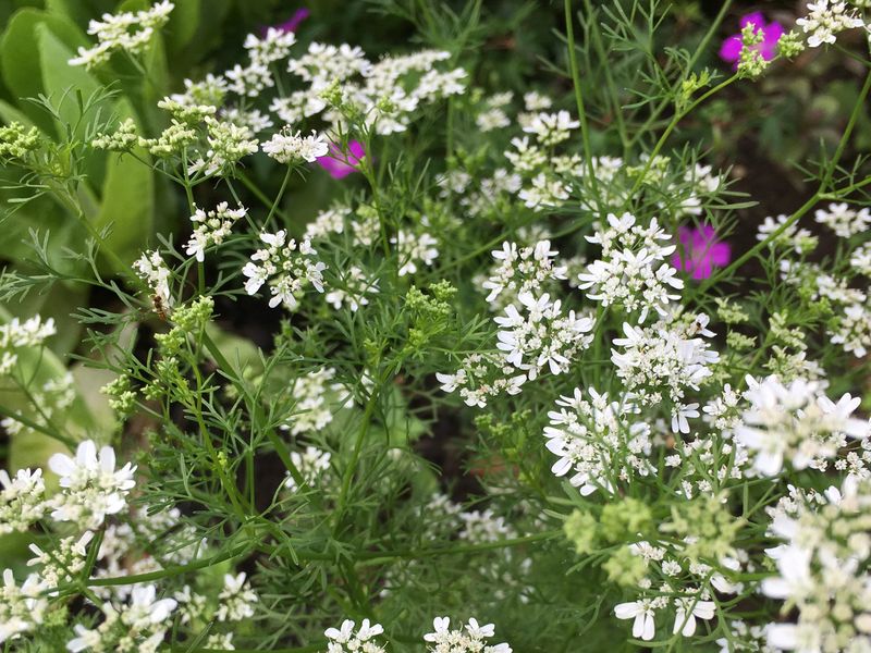 Those White Blooms Are More Useful Than They Look Those White Blooms Are More Useful Than They Look