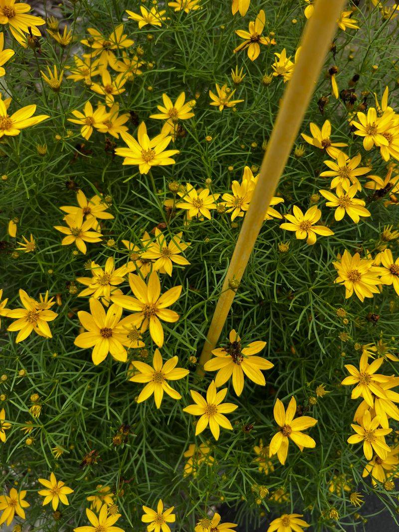Threadleaf Coreopsis Keeps Color Moving