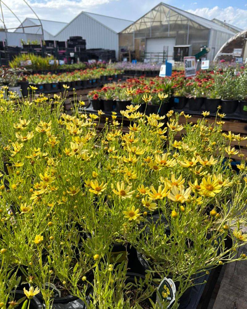 Threadleaf Coreopsis Keeps Color Moving