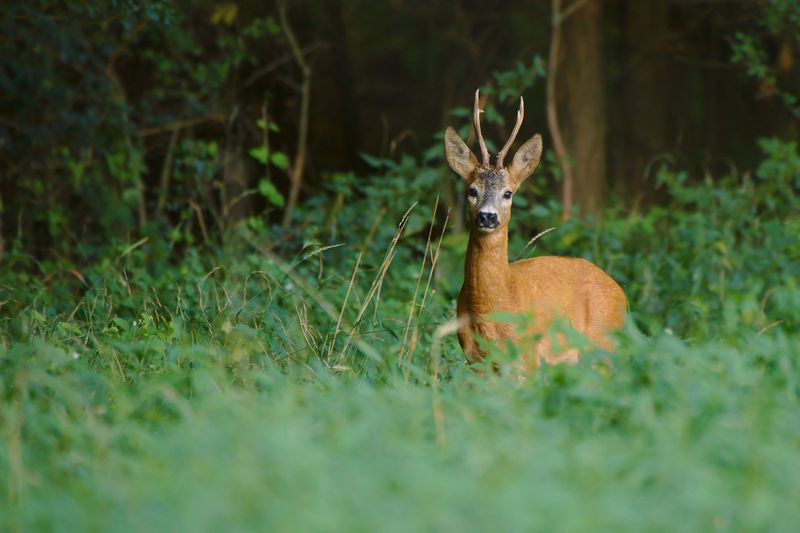 Threats Facing The Species