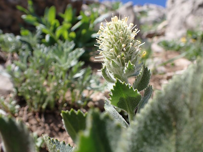 Threats Facing This Endangered Wildflower Threats Facing This Endangered Wildflower