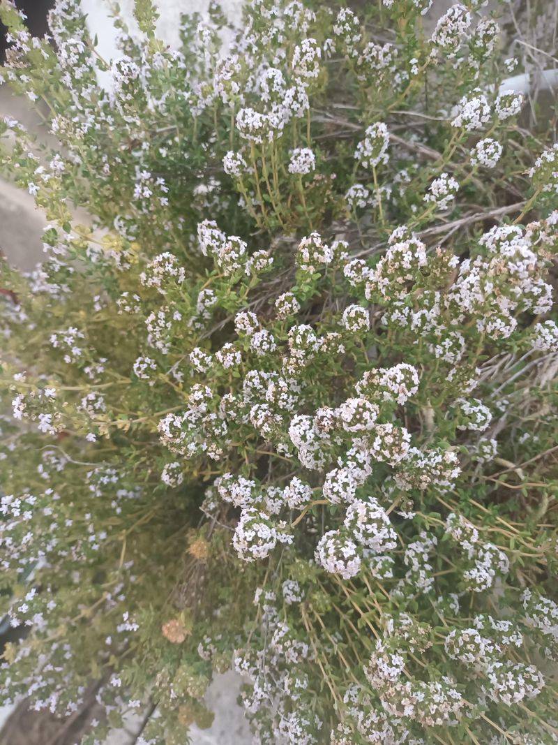 Thyme Thyme