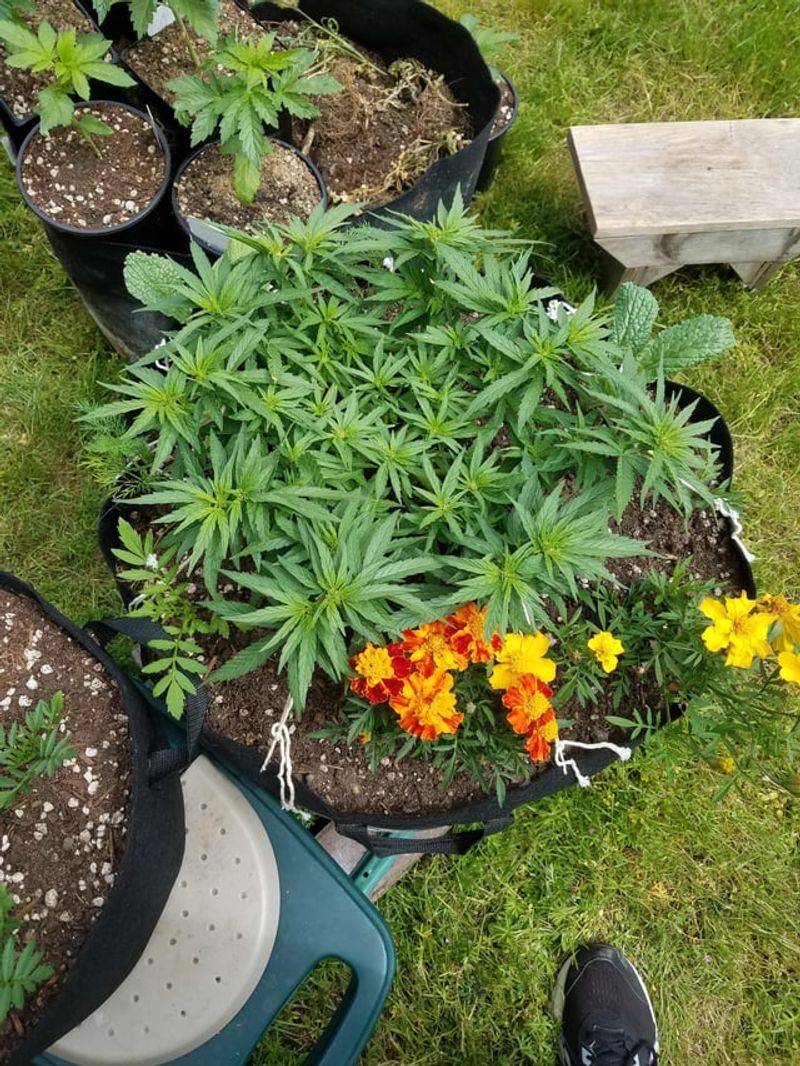 Thyme And Marigolds Thyme And Marigolds