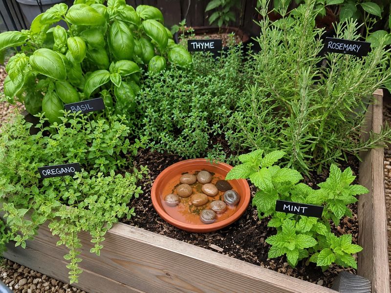 Thyme And Sage Want Good Drainage Too