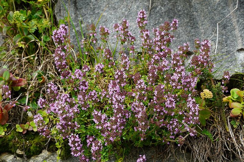 Thyme Keeps Its Potent Scent In The Fastest-Draining Pots Thyme Keeps Its Potent Scent In The Fastest-Draining Pots