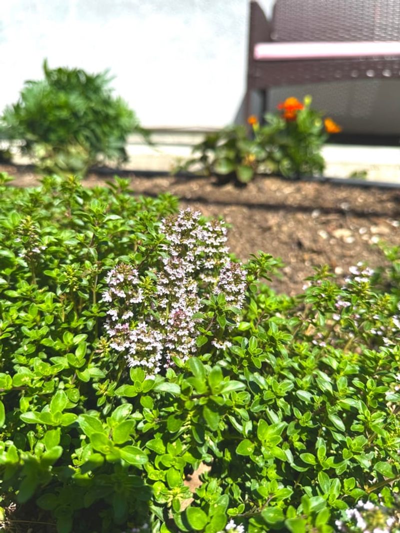 Thyme Making The Yard Less Tempting