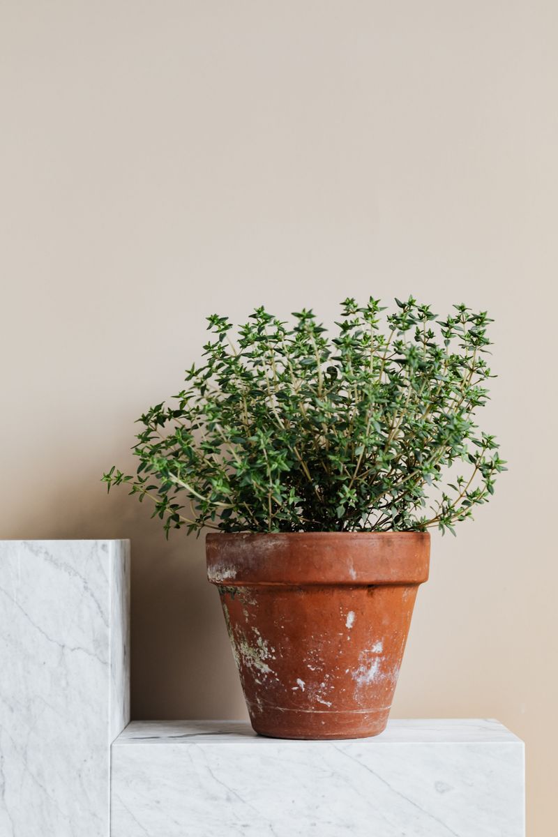 Thyme