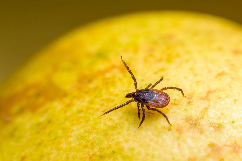 Ticks Embed And Feed For Days At A Time Ticks Embed And Feed For Days At A Time