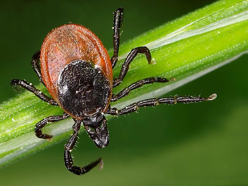 Ticks Preferring Shadier, Damper Spots Instead Ticks Preferring Shadier, Damper Spots Instead