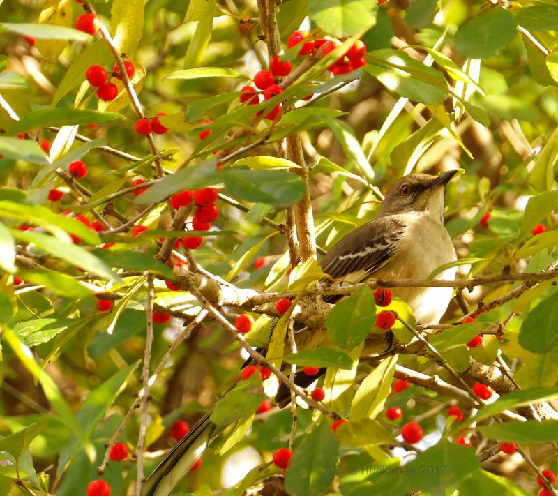 Tight Branching Gives A Nest More Places To Disappear Tight Branching Gives A Nest More Places To Disappear