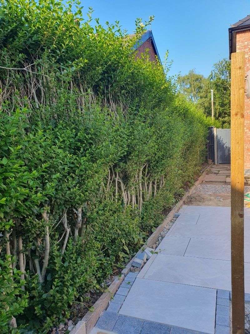 Tight Shearing Can Leave The Bottom Of The Hedge Bare Tight Shearing Can Leave The Bottom Of The Hedge Bare