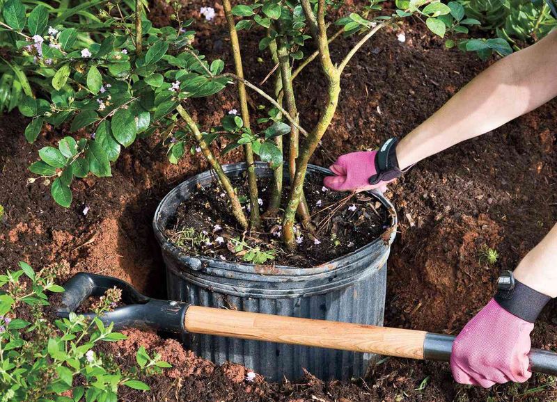 Tight Spaces Leave Less Room For Healthy Root Growth