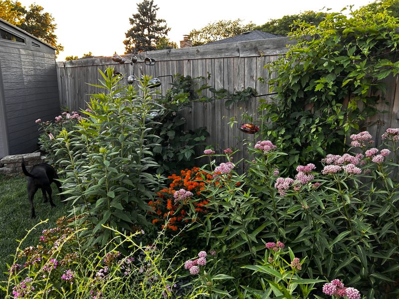 Tight Spacing Cuts Airflow Around Growing Plants Tight Spacing Cuts Airflow Around Growing Plants