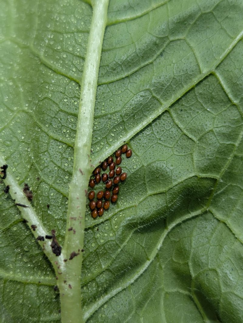 Tilling Soil Too Late To Disrupt Overwintering Pupae Tilling Soil Too Late To Disrupt Overwintering Pupae