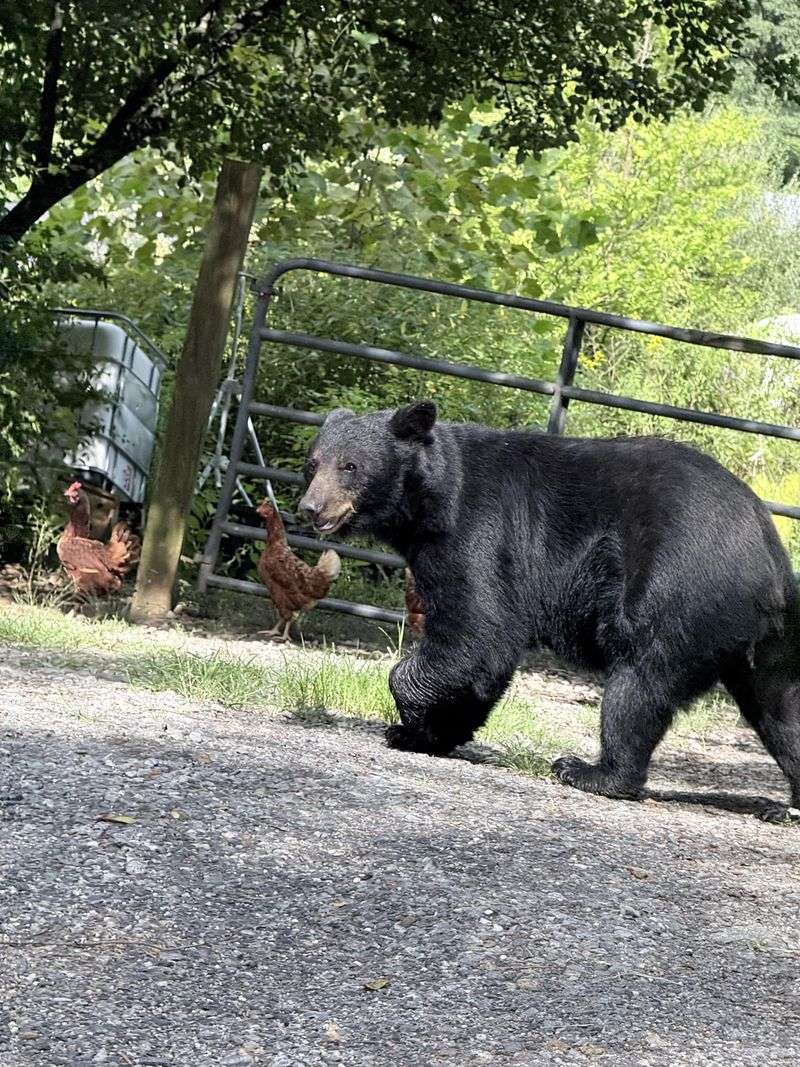 Time Of Year When Bear Sightings Increase