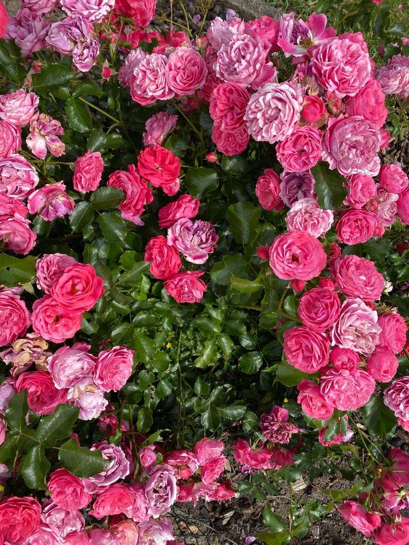 Timing For Maximum Fall Blooms Timing For Maximum Fall Blooms