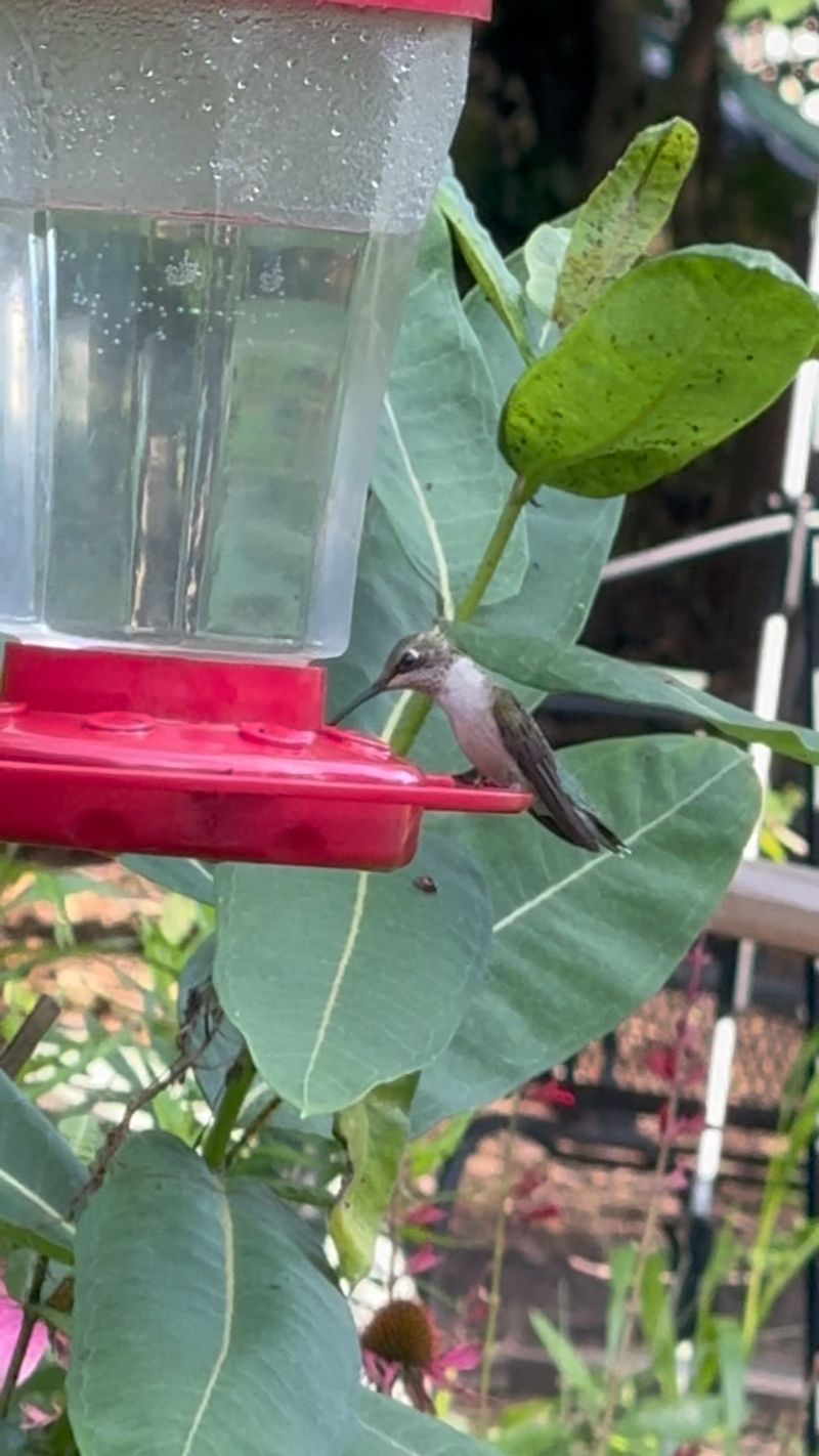 Timing For Taking Feeders Down