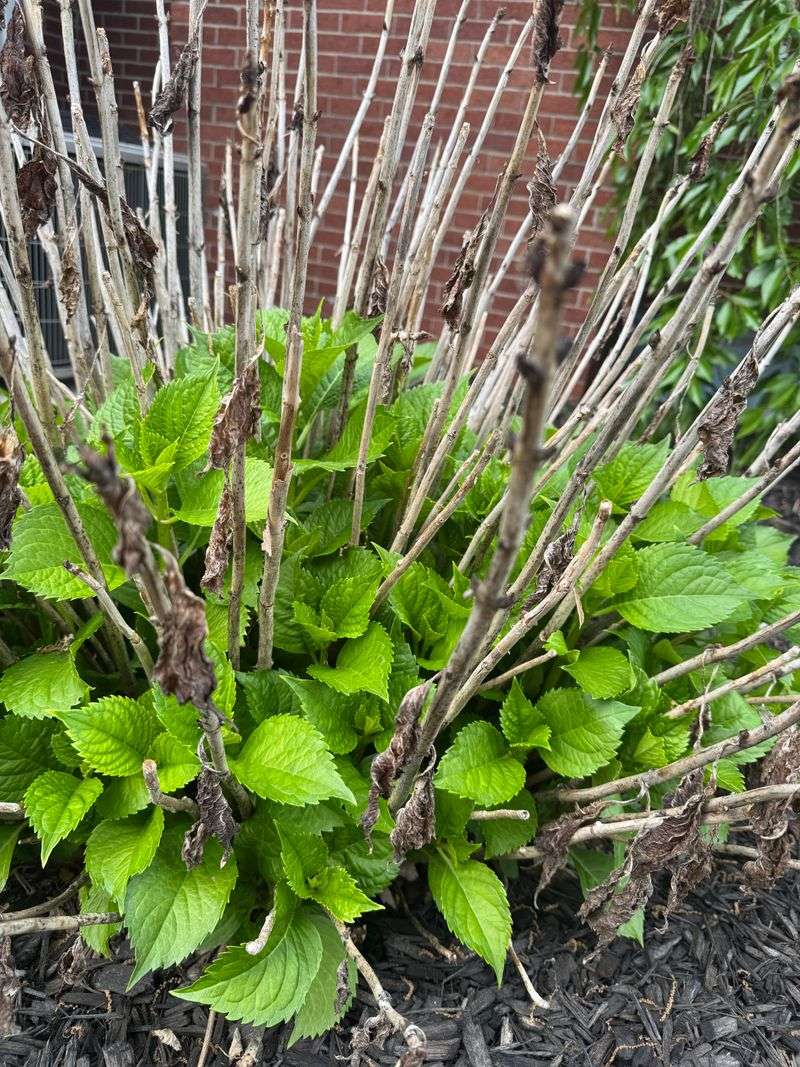Timing Pruning To Protect Next Year's Blooms Timing Pruning To Protect Next Year's Blooms