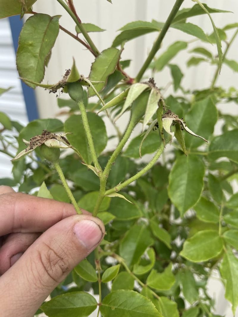 Timing Removal For Cooler Hours Protects Rose Health Timing Removal For Cooler Hours Protects Rose Health