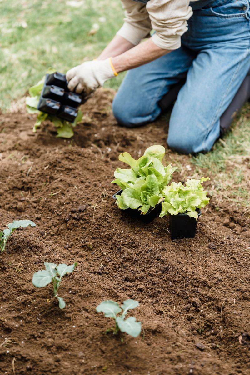 Timing Seeds For A Strong Harvest