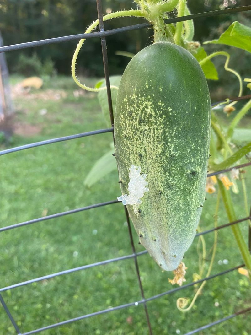 Timing That Makes Late Summer The Riskiest Window