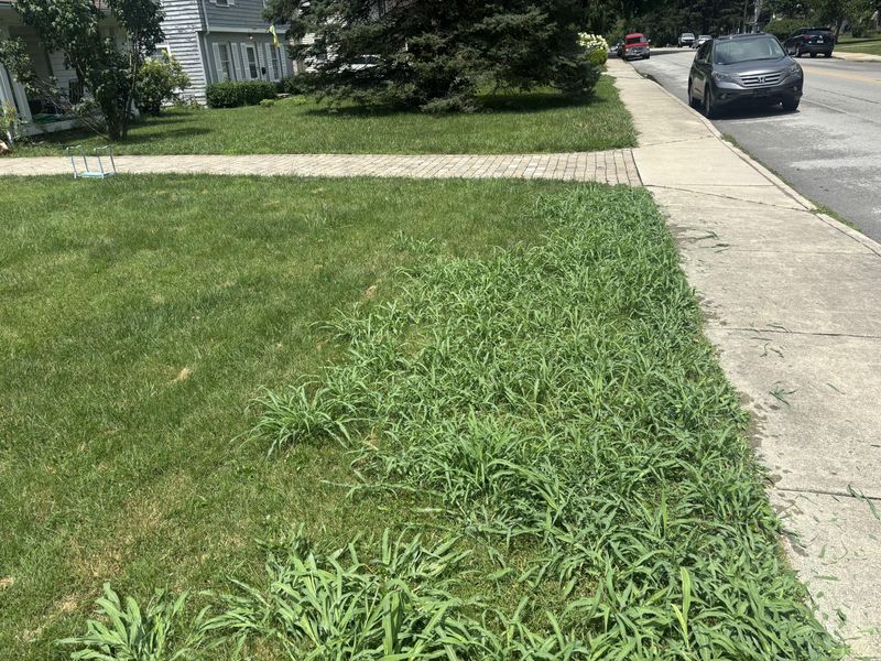 Timing This Step Prevents Spring Regrowth Timing This Step Prevents Spring Regrowth