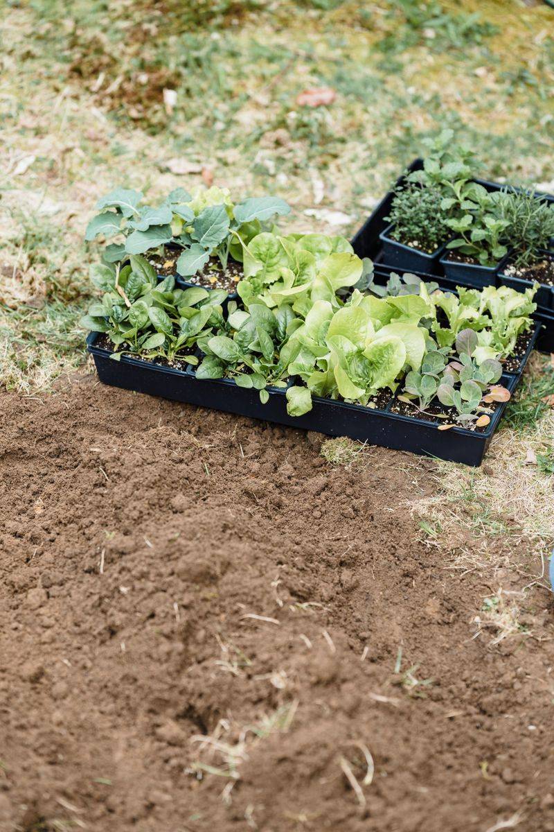Timing Your Second Planting Right Timing Your Second Planting Right