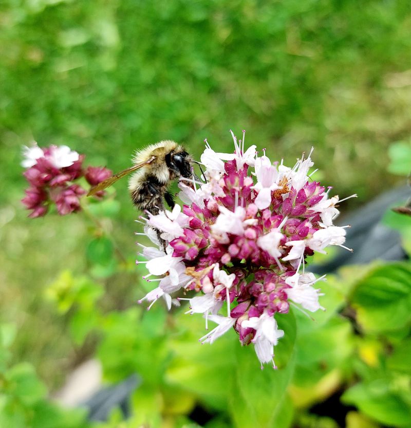Tiny Blooms Keep Pollinators Coming Back Tiny Blooms Keep Pollinators Coming Back
