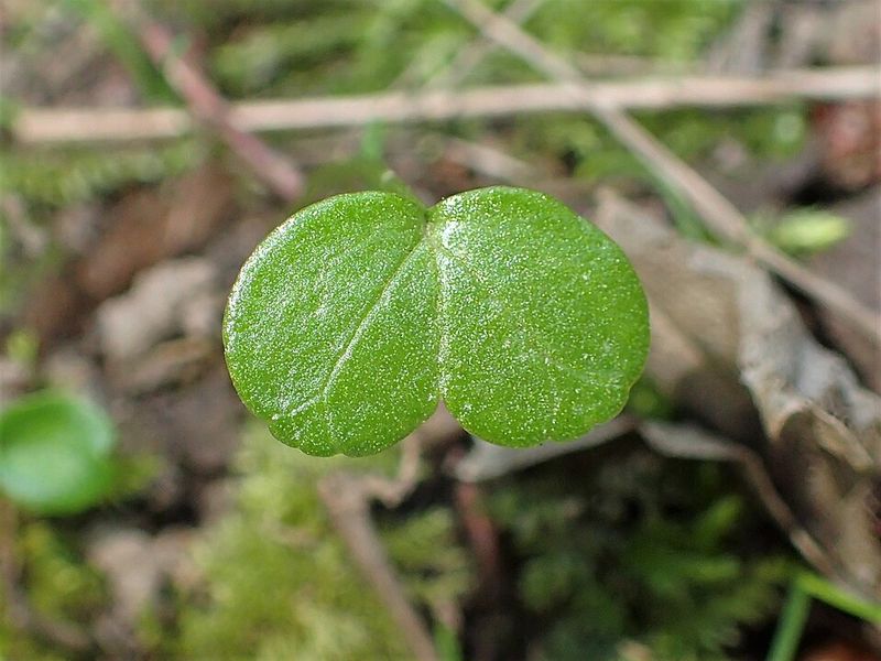 Tiny Bulbils Help New Patches Spread Tiny Bulbils Help New Patches Spread