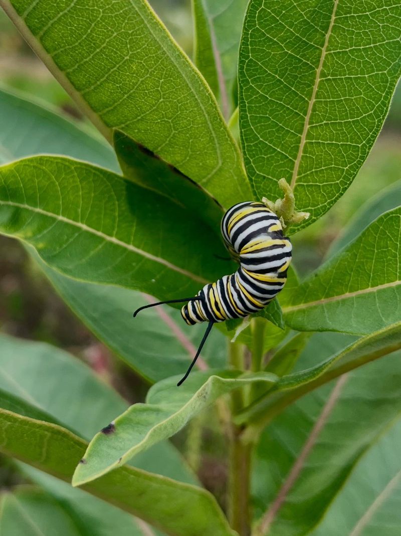 Tiny Caterpillars Calling This Plant Home Tiny Caterpillars Calling This Plant Home