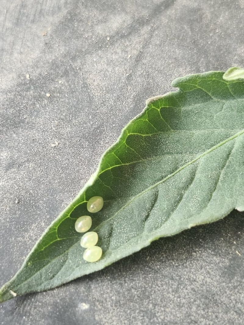 Tiny Eggs, Hungry Caterpillars
