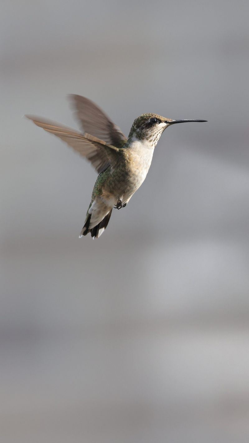 Tiny Fliers Fill Nevada Skies This Season