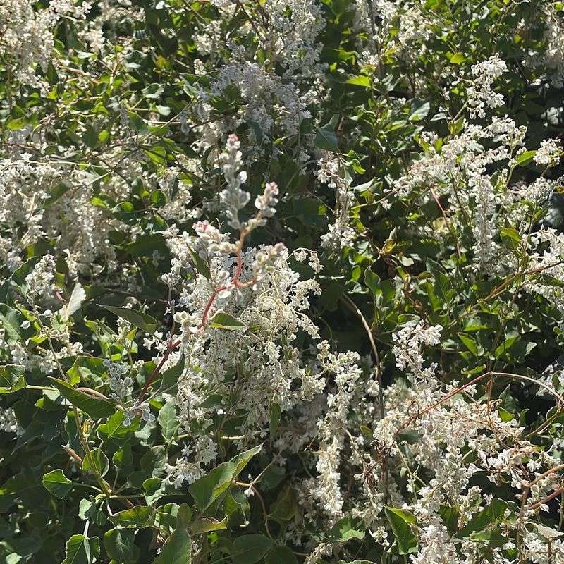 Tiny Flowers Hiding One Seriously Pushy Vine Tiny Flowers Hiding One Seriously Pushy Vine