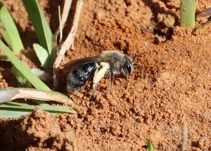 Tiny Holes With Loose Soil May Belong To Native Bees