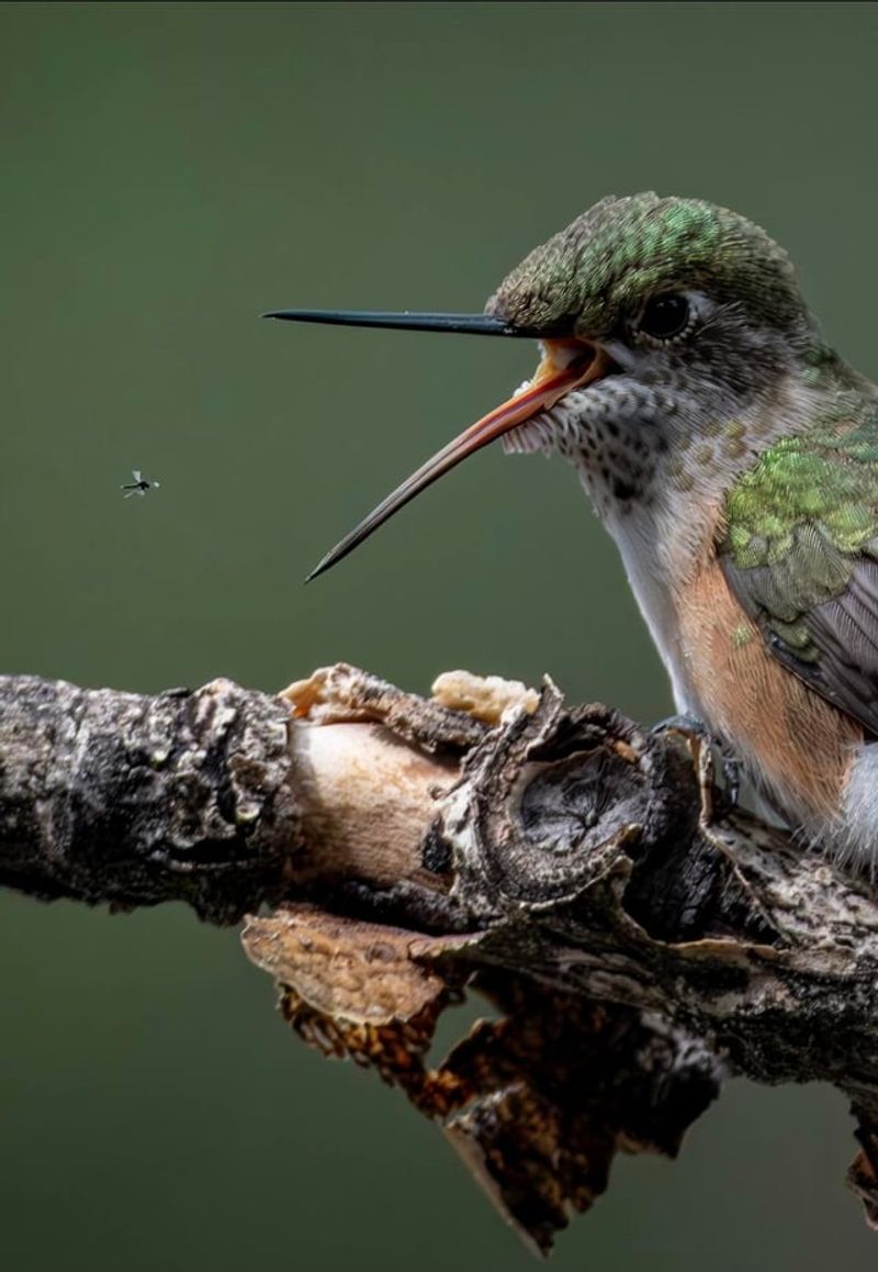Tiny Insects Provide Another Important Food Source