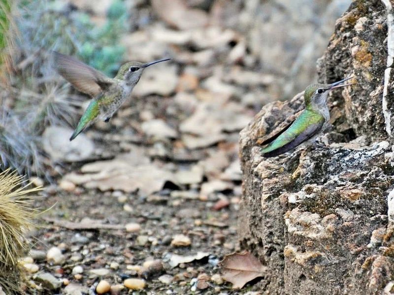 Tiny Insects Support Young Hummingbirds Tiny Insects Support Young Hummingbirds